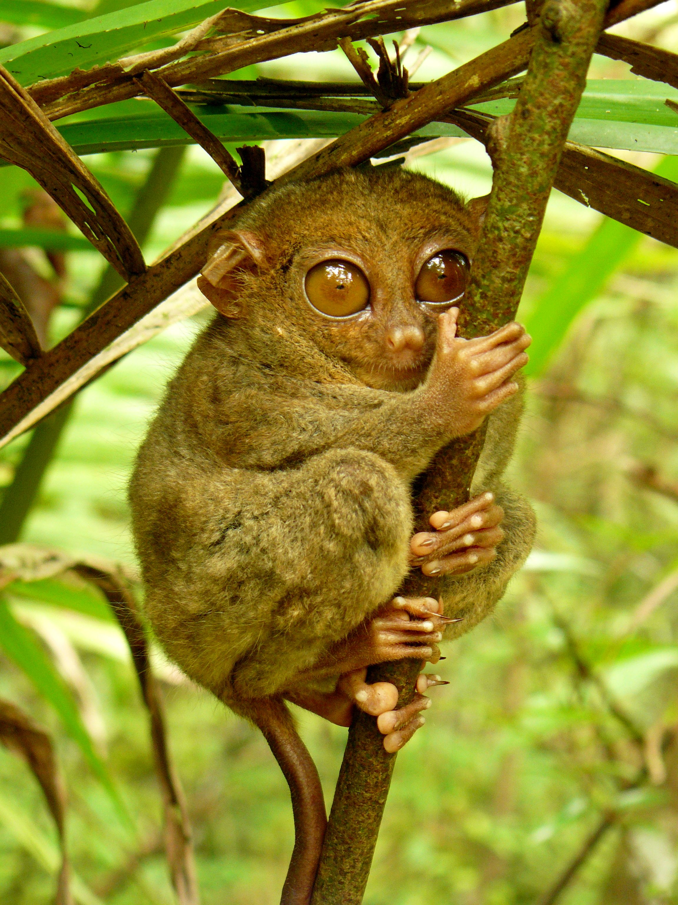 MTQ3NDg5MC42MDcTarsier_Hugs_Mossy_Branch