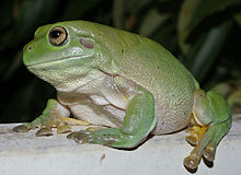 NDg0NDEzMC4yOTU220px-Litoria_caerulea_-_Darwin_NT